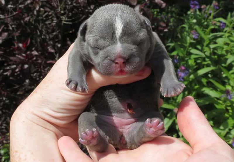 Shrinkabulls Blue Luna French Bulldog newborn