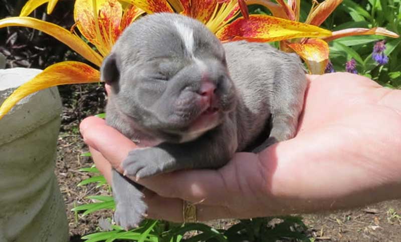 Blue Luna Newborn in hand