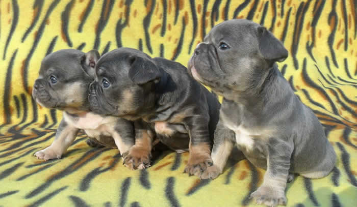 blue tri blue tan french bulldog puppies photos