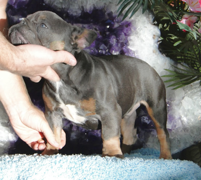 blue french bulldog puppies for sale
