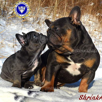 French bulldog sire with puppy