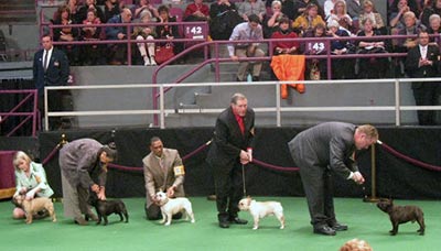 french bulldog dog show
