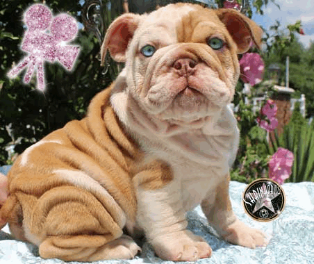 Shrinkabulls Half N Half Chocolate Sable Merle Amazing with Blue and Green Eyes, Tri and Blue DNA Dominant Female Miniature English Bulldog Puppy FOR SALE