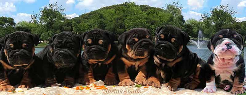 black english bulldog puppies