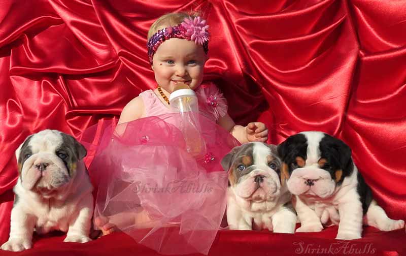 black and blue english bulldog puppies with girl