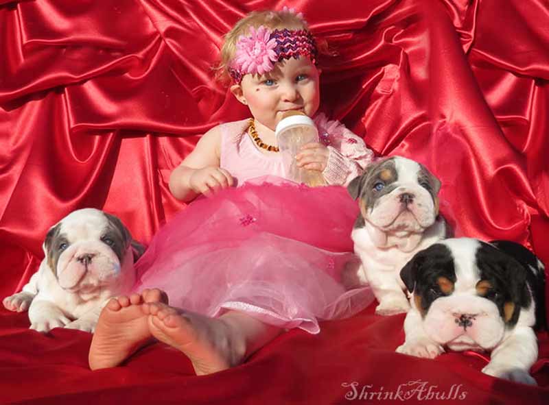 black and blue english bulldog puppies with little girl pink dress