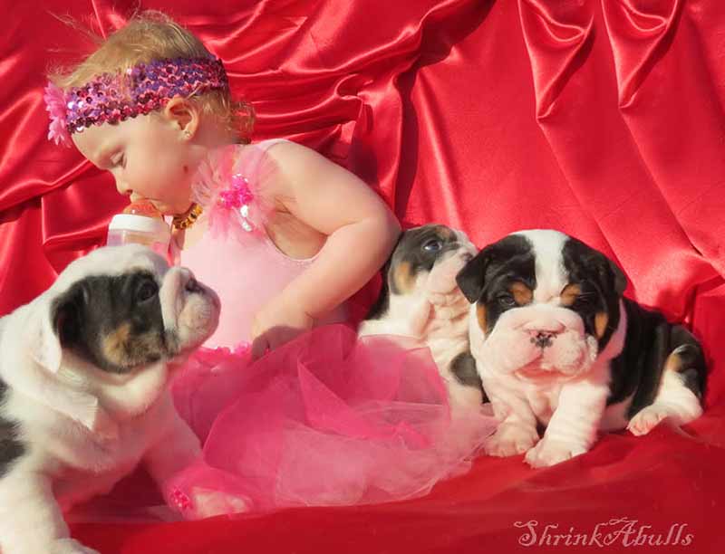 black english bulldog puppies with little girl pink tutu