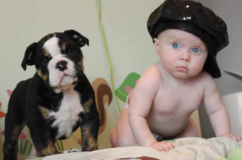 black english bulldog puppy with little boy