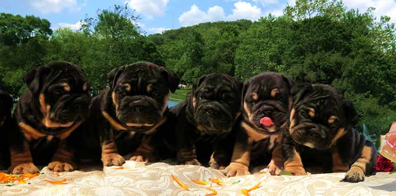 black and tan tri english bulldog puppies