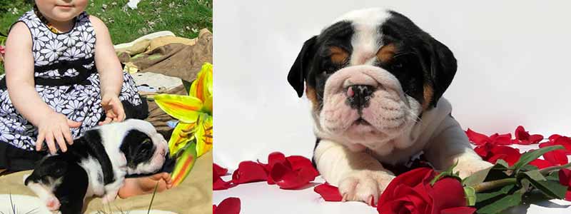 black english bulldog puppies with little girl and roses