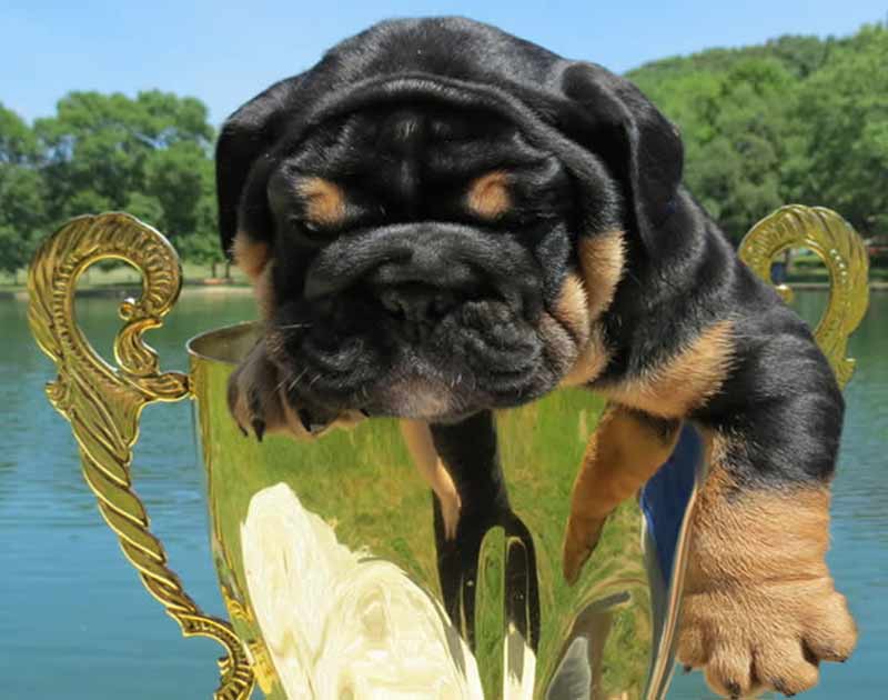 black english bulldog puppy in awards trophy