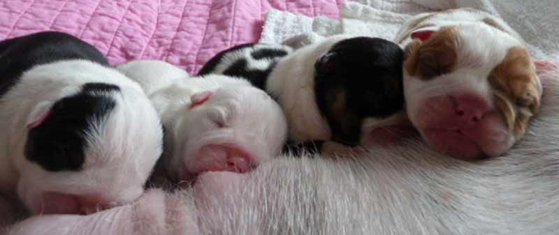 Black tri and chocolate english bulldog newborn puppies