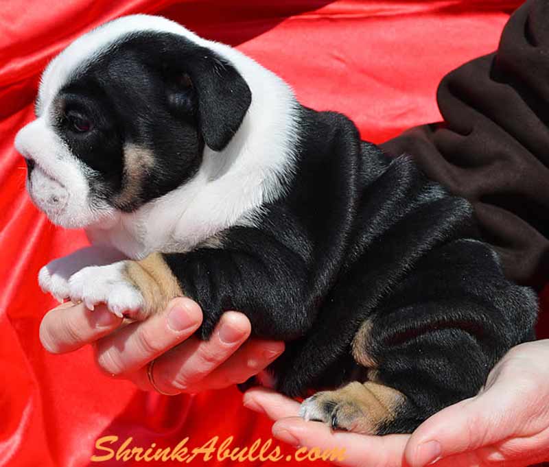 Shrinkabulls Oreo Black Tri Male English Bulldog Puppy