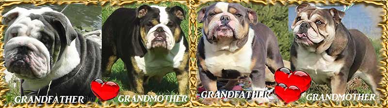 Jax Grandsire Grandparents Shrinkabull English Bulldogs