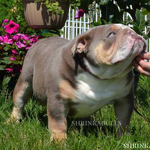 Shrinkabull Home Brew Jax English Bulldog posing