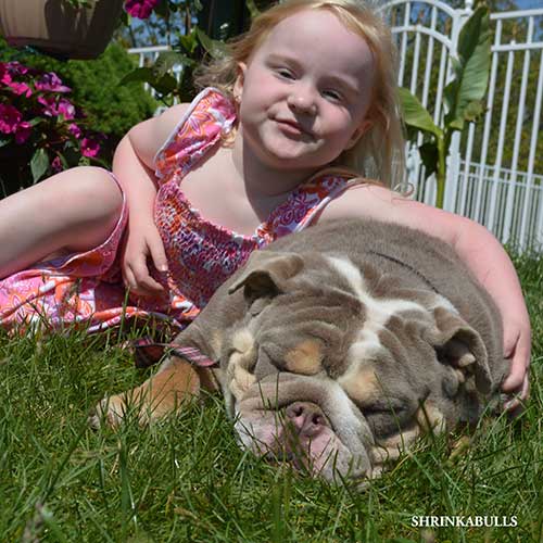 Shrinkabull Home Brew Jax English Bulldog with girl in pink dress