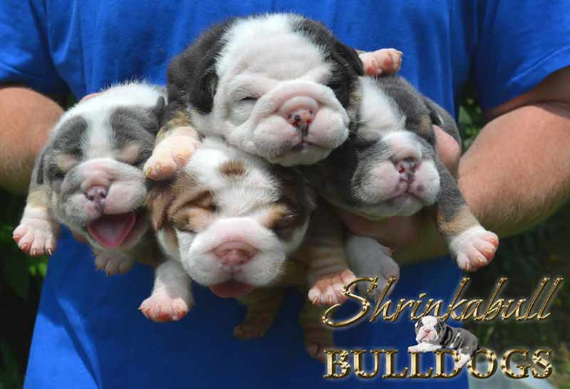 Puppies sired by Shrinkabull's Home Brew Jax