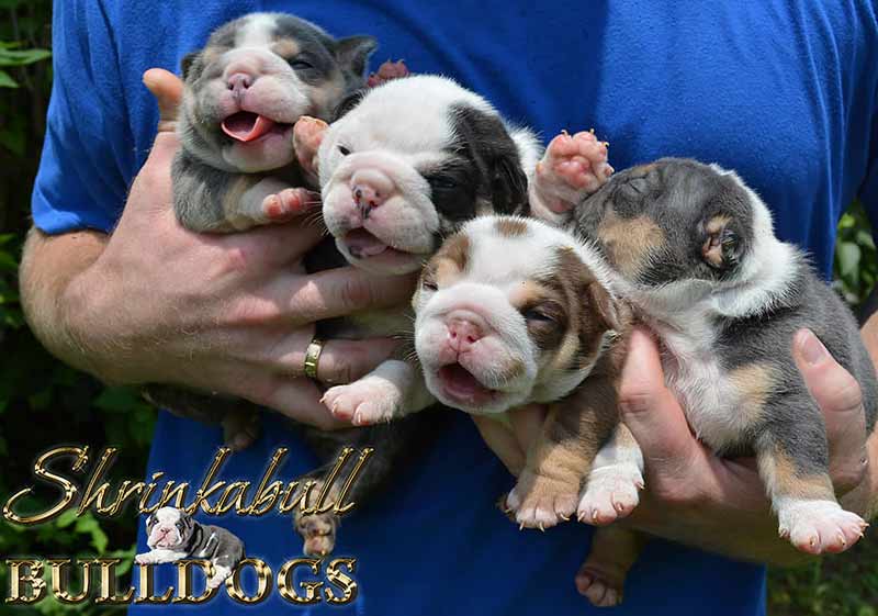 4 English Bulldog Puppies sired by Home Brew Jax