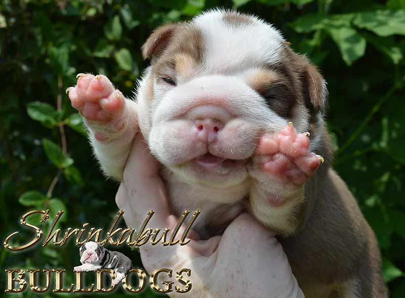 Brown and white english bulldog puppy