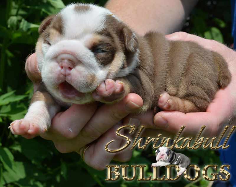 Cute wrinkly chocolate and white English Bulldog newborn