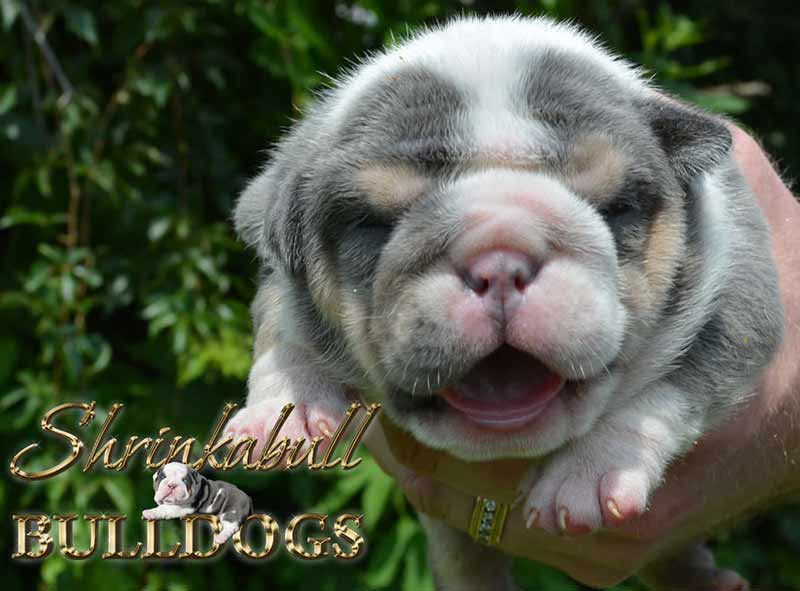 Blue Tri English Bulldog Newborn Puppy