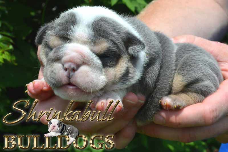 Blue and White Tri Newborn English Bulldog