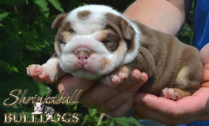 Chocolate white English Bulldog puppy