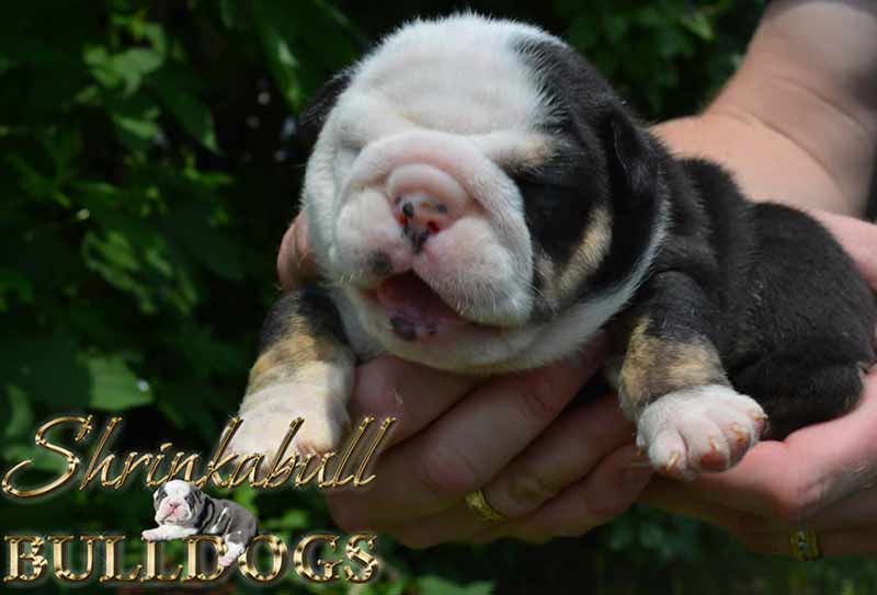 Black chocolate and white Tri English Bulldog puppy newborn