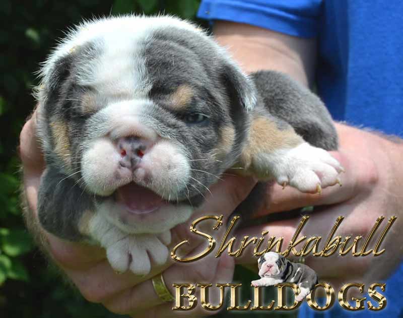 Lilac white and brown tri English Bulldog puppy