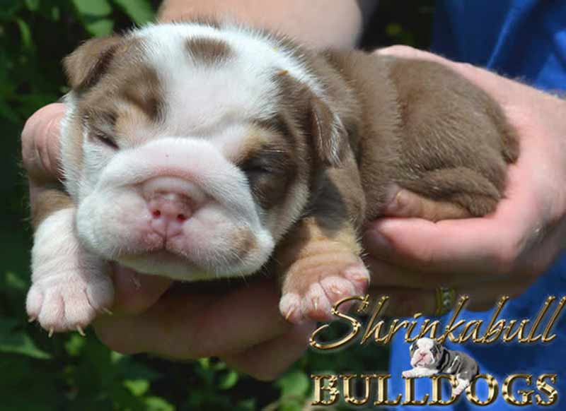 White and chocolate tri English Bulldog newborn puppy