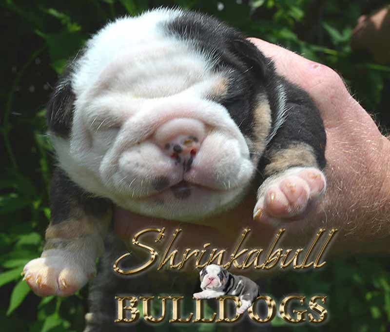 Black and white tri english bulldog newborn