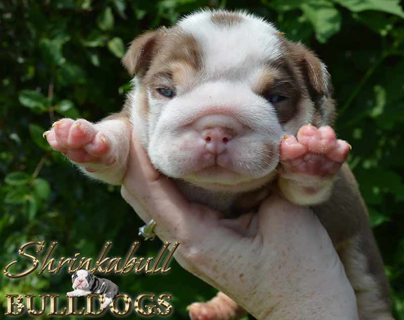 White and chocolate english bulldog tri newborn