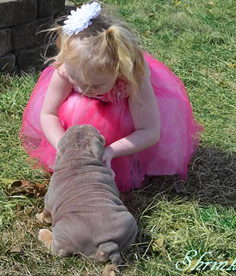 girl pink dress petting lilac tri color akc english bulldog puppy