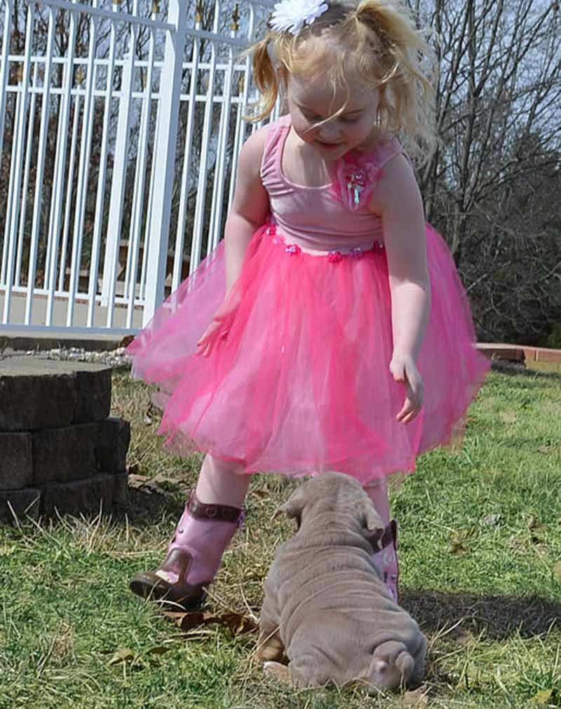 girl pink dress playing with lilac tri color akc english bulldog puppy