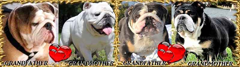 RED SABLE & WHITE AND FAWN & WHITE AKC ENGLISH BULLDOG PUPPY GRANDPARENTS