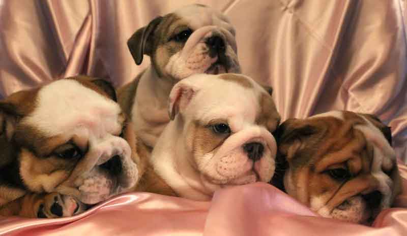 RED SABLE & WHITE AND FAWN & WHITE AKC ENGLISH BULLDOG PUPPIES LITTER