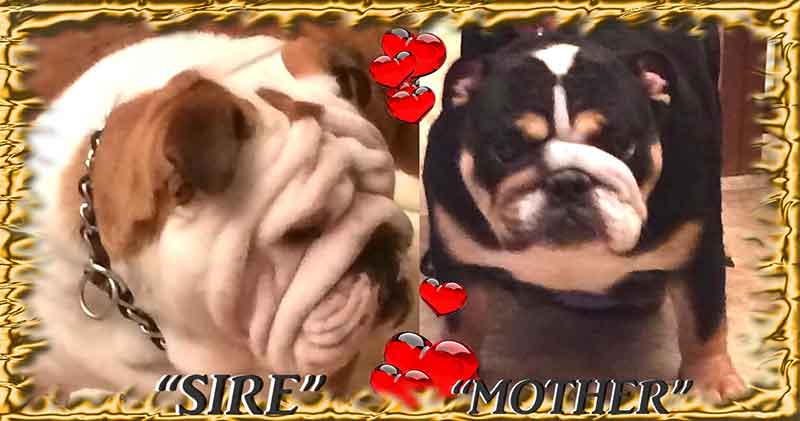 RED SABLE & WHITE AND FAWN & WHITE AKC ENGLISH BULLDOG PUPPY PARENTS