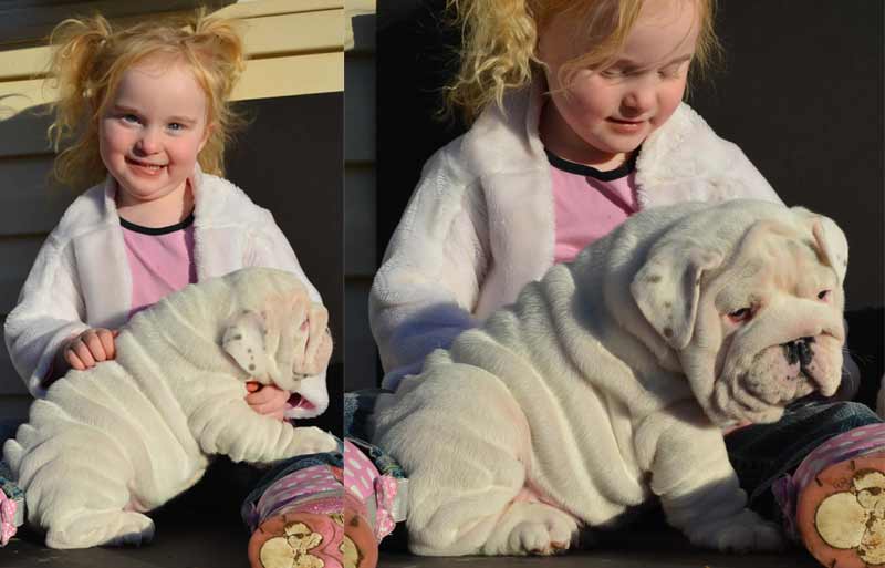 2014 special white male english bulldog puppy litter BEAU