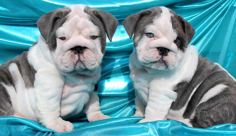 Wrinkly Outcross blue english bulldog puppies