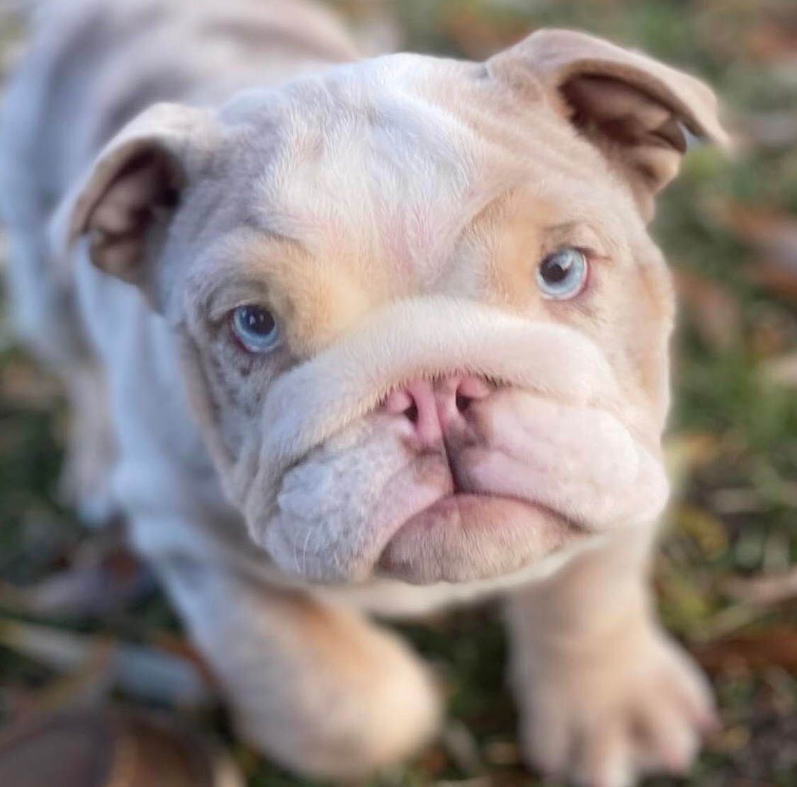 English Bulldog puppy for sale blue eyes