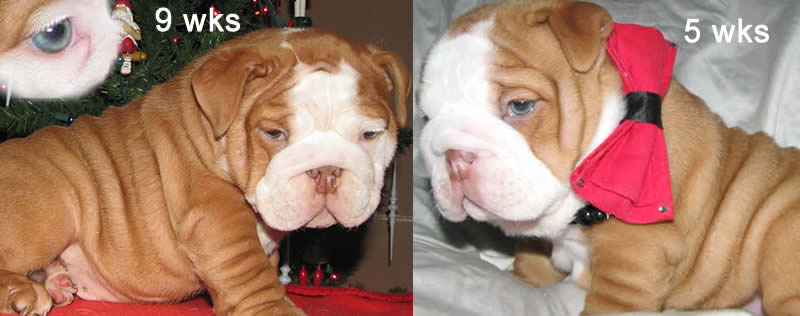 Shrinkabull Rolo-Dex puppy 5 weeks & 9 weeks