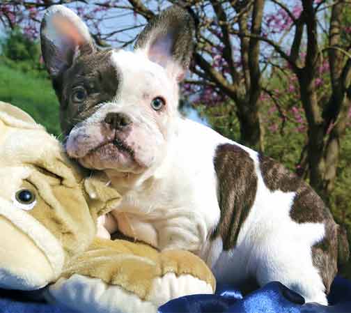 Shrinkabulls FRENCH TOAST Lilac Sable or Champagne French Bulldog Puppy