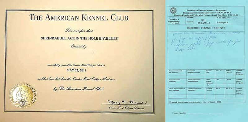 AKC bulldog certificate