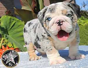 Shrinkabull's Blue Merle Miniature English Bulldog Puppy