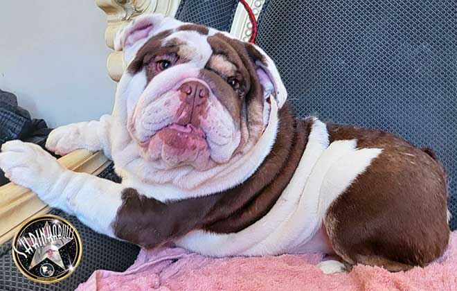 Shrinkabull's Buckey Dark Choco Tri Carries Blue Miniature English Bulldog Adult FOR SALE
