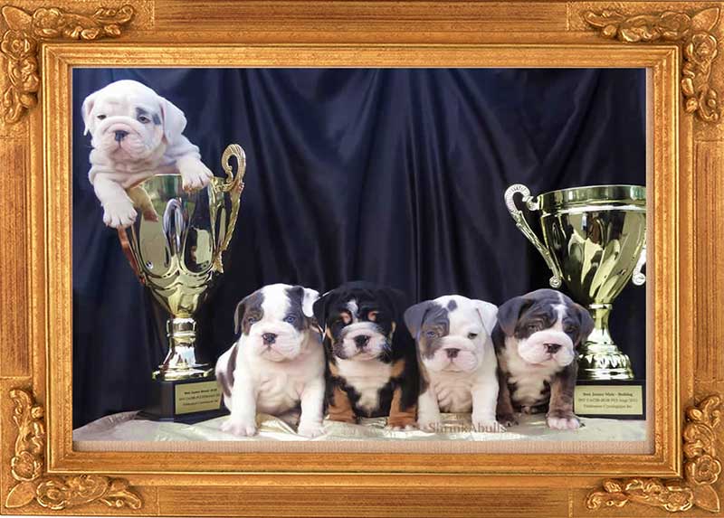 Bulldogs with trophies