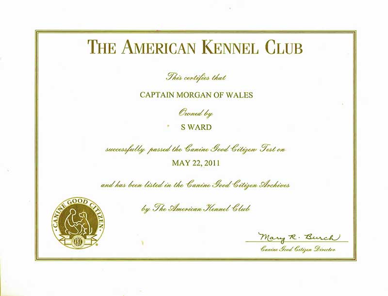 Americal Kennel Club dog certificate