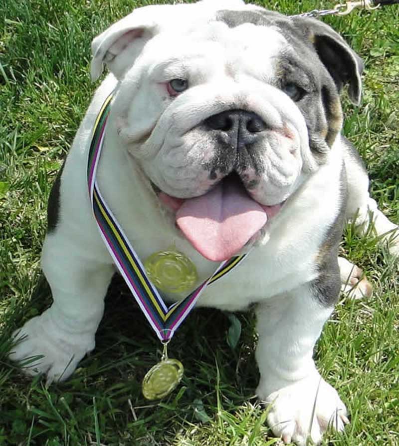 English bulldog with medal