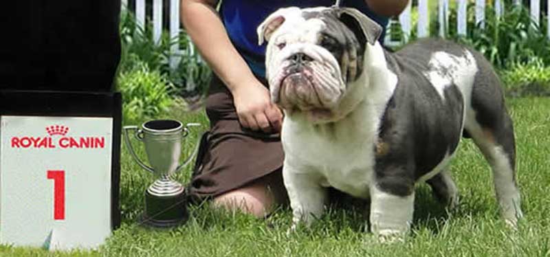 English bulldog with Royal Canine trophy