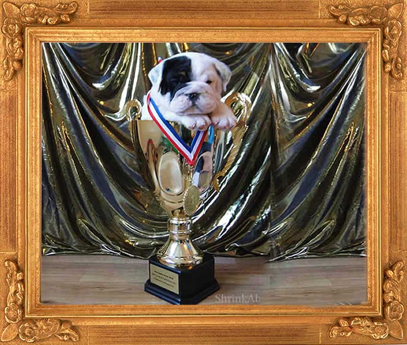 Bulldog puppy in trophy with medal